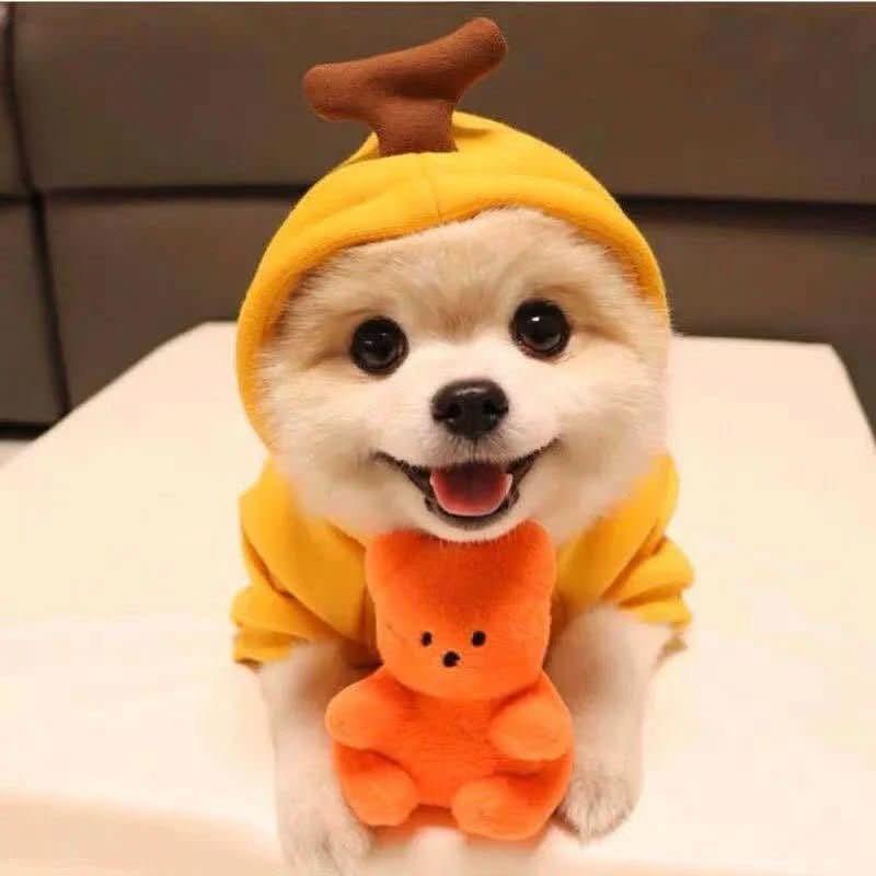FruitPup Hoodie
